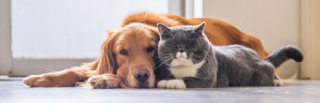 Golden Retriever with a Grey and White Cat