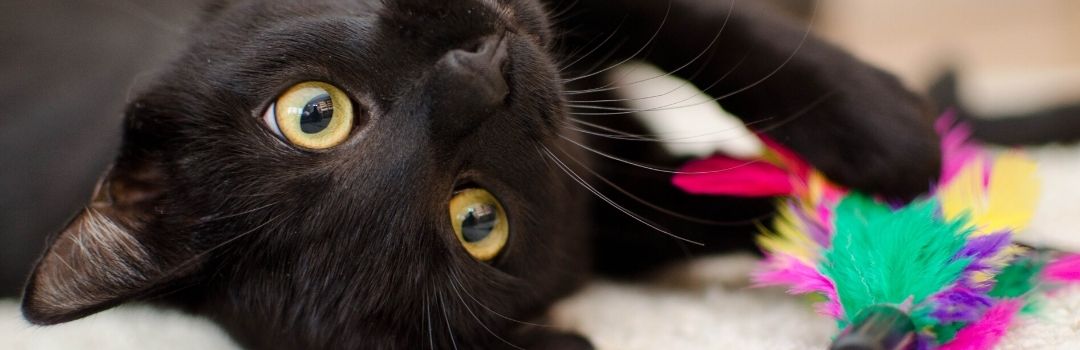 Black Cat with Toy