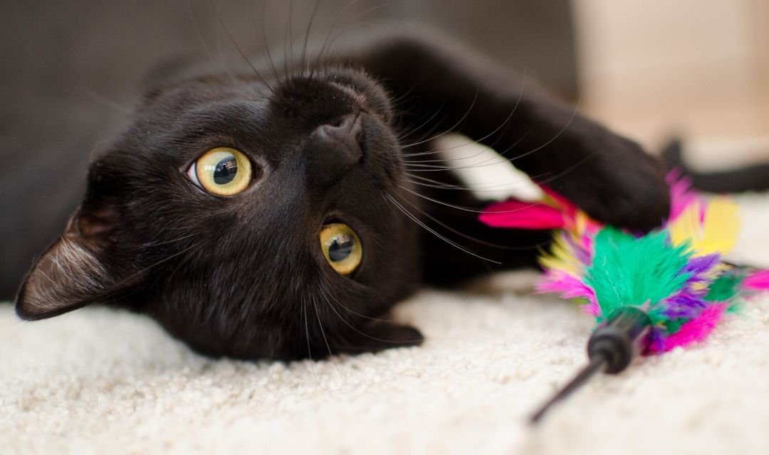 Is your cat living its best life?