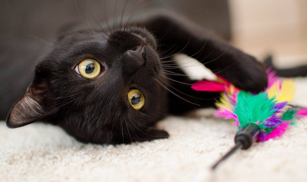 Black Cat with Cat Toy