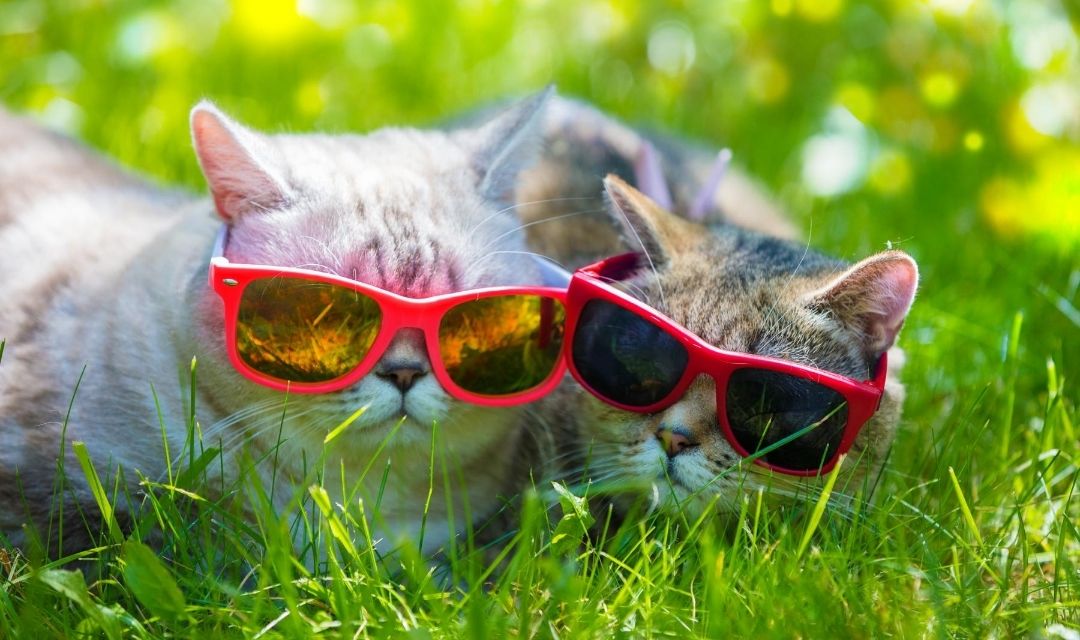 Cats with Sunglasses