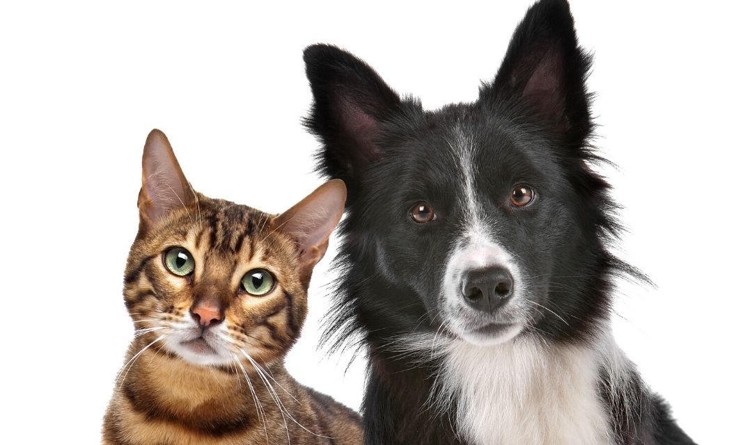Black & White Collie and Tabby Cat