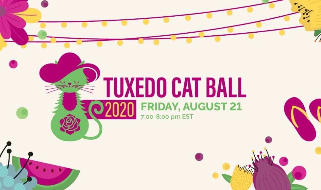 Tuxedo Cat Ball Promo Image with Test - Friday, August 21, 7:00-8:00 pm EST