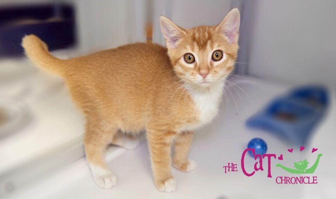 Orange Kitten with Cat Chronicle Logo in Bottom Right Corner