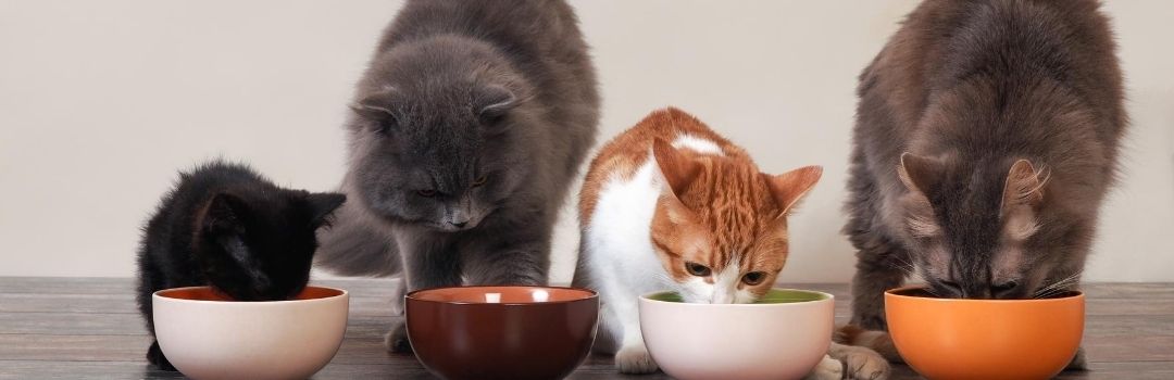 Four Cats Eating from Bowls