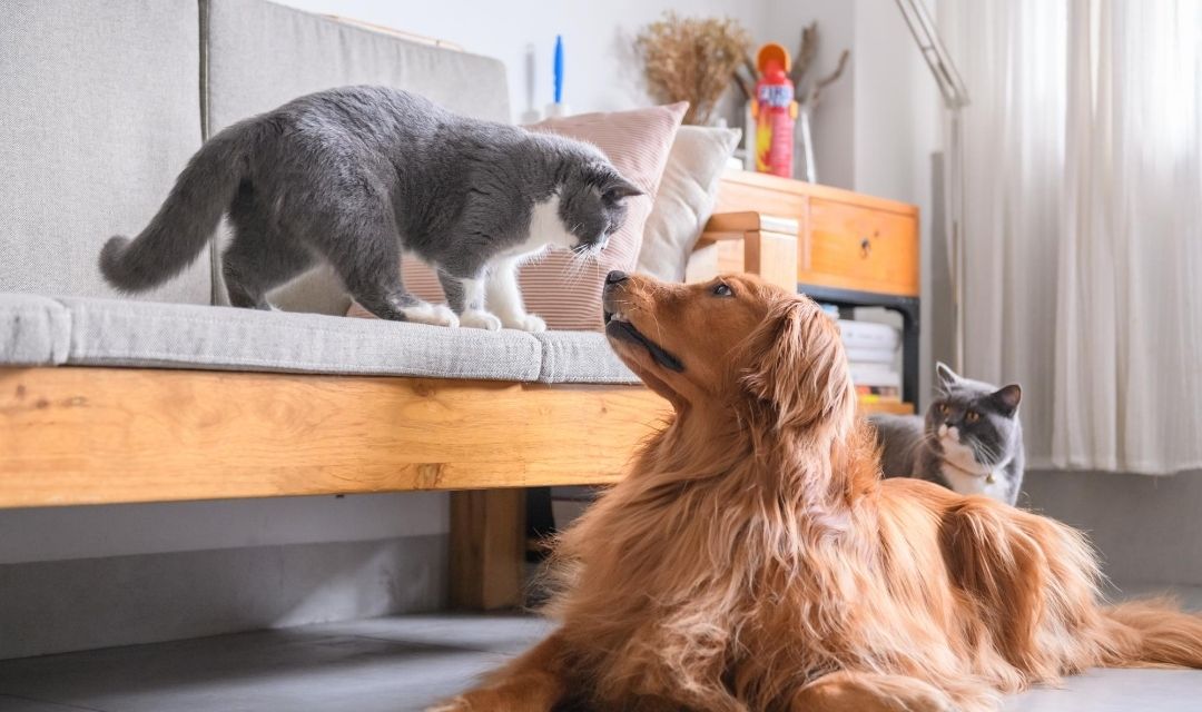 Cat and Dog Touching Nose