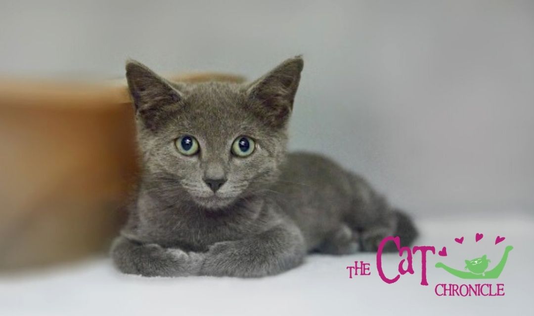 The Cat Chronicle – September 2020