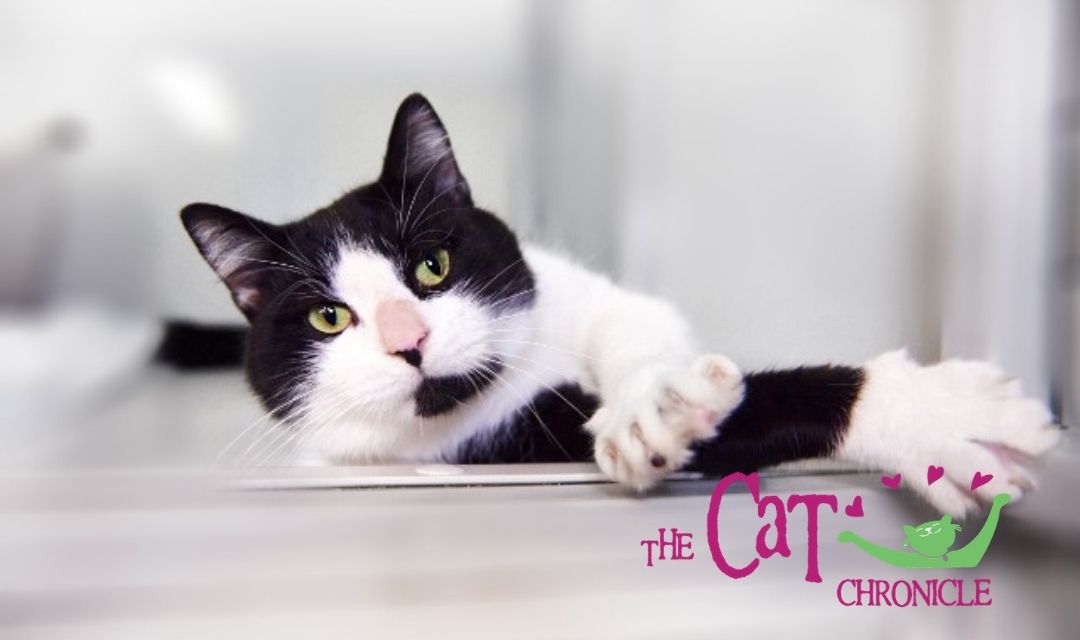The Cat Chronicle – November 2020