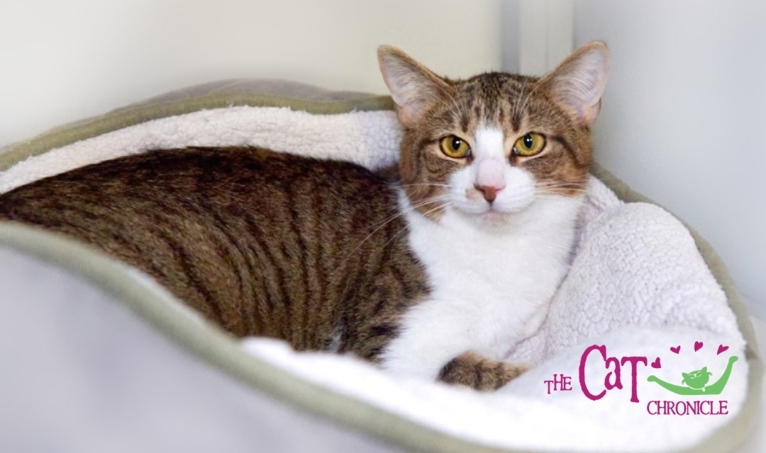 Smiling Cat Laying In Cat Bed