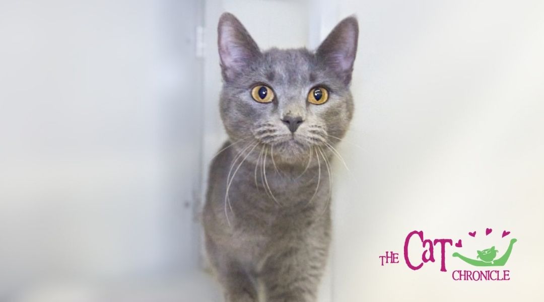 Smiling Gray Cat with Cat Chronicle Logo in Bottom Right