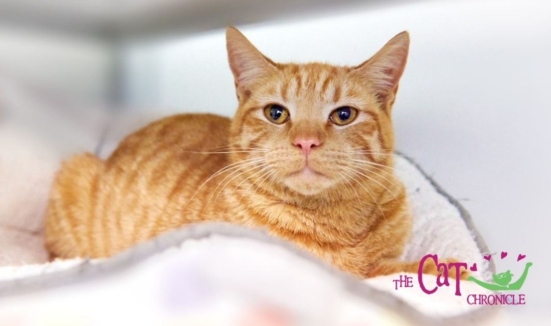 The Cat Chronicle – April 2021
