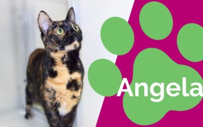 Angela: Sweet & Spunky