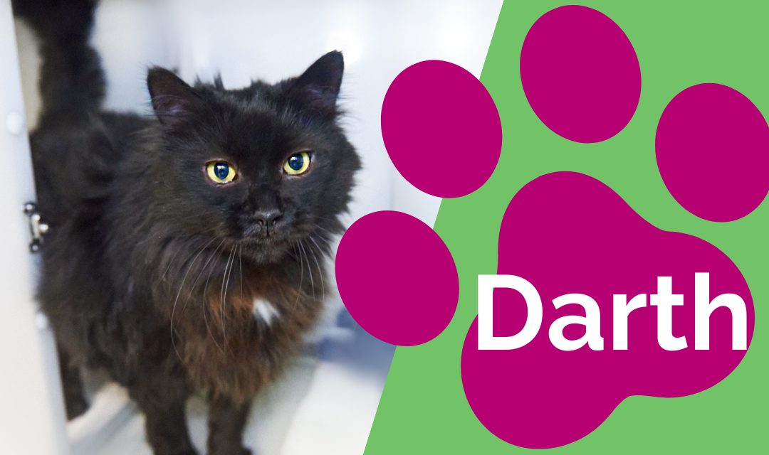 Black cat with pink pawprint - Named Darth