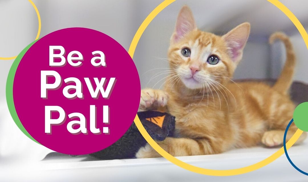 Be a Paw Pal - Orange Tabby Kitten