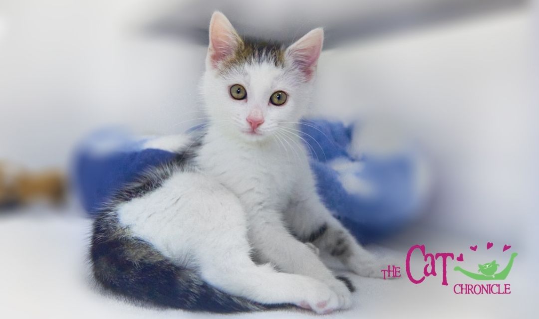 White and Gray Kitten with Cat Chronicle Logo