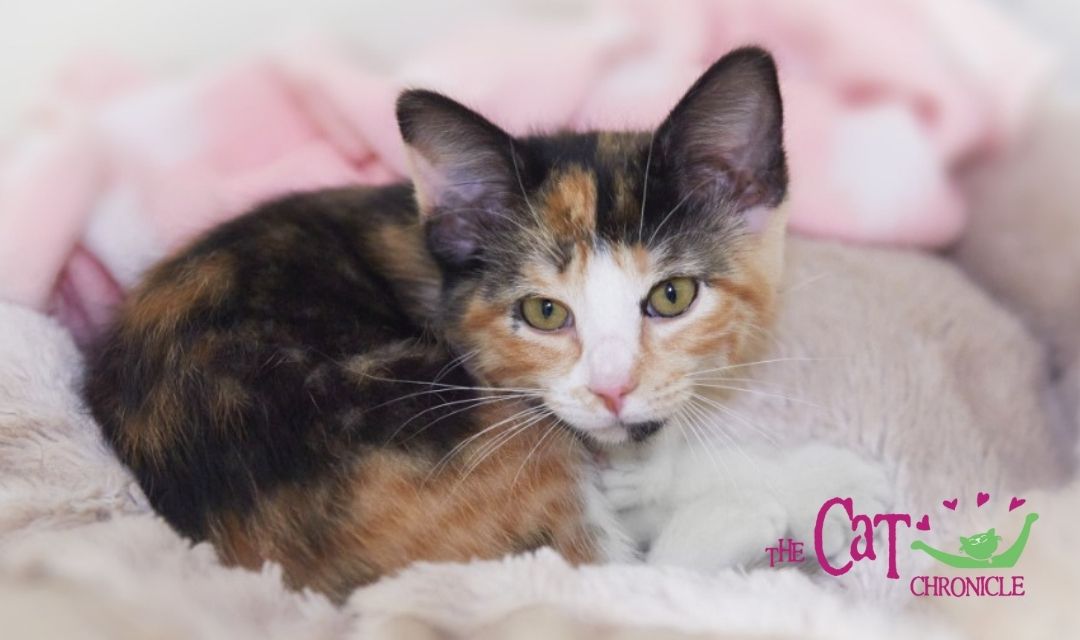 Calico Kitten on Pink Cat Bed with Cat Chronicle Logo in Bottom Right Corner