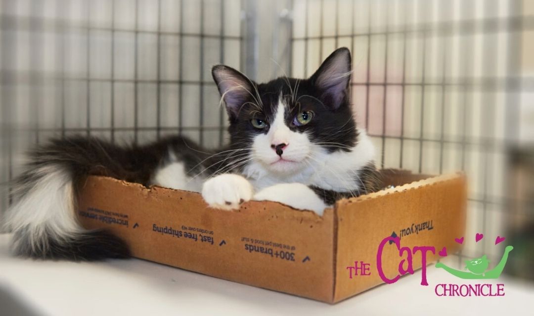 Black and White Cat in a Box