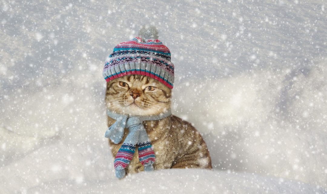 Cat with snow hat and scarf in snow