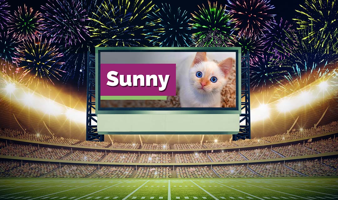Puppy Bowl Billboard featuring Sunny