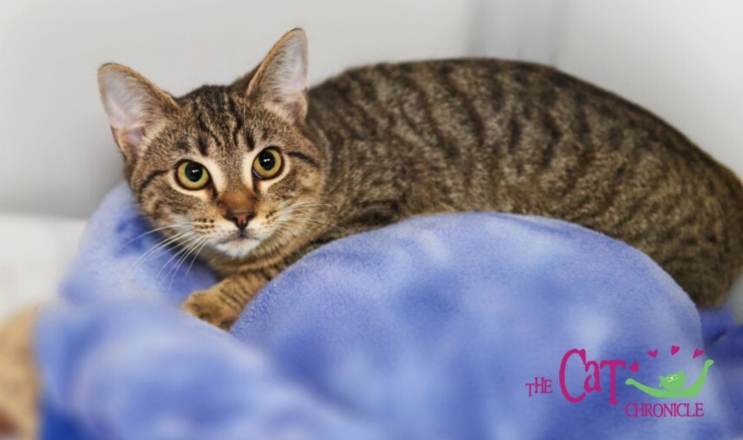 Tabby cat laying on blue bed with Cat Chronicle logo in lower right corner