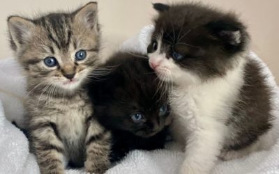 NC State Capitol Police Rescue Kittens!