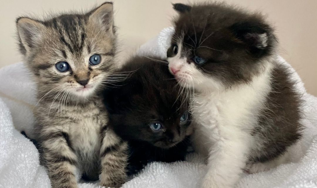 NC State Capitol Police Rescue Kittens!