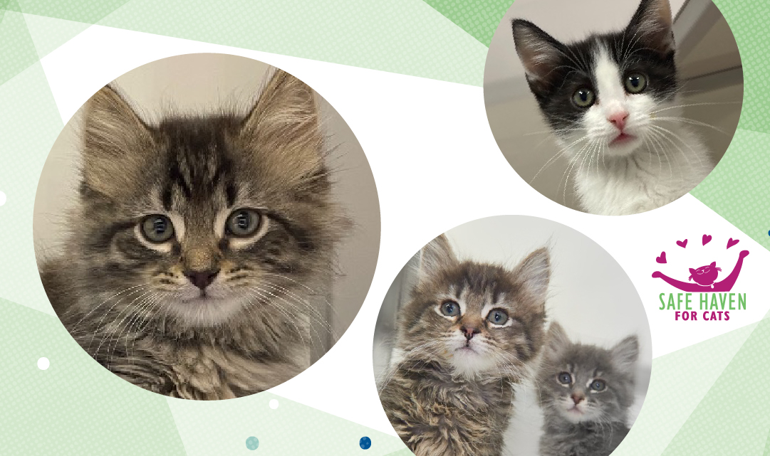 You are invited to a Kitten Shower!