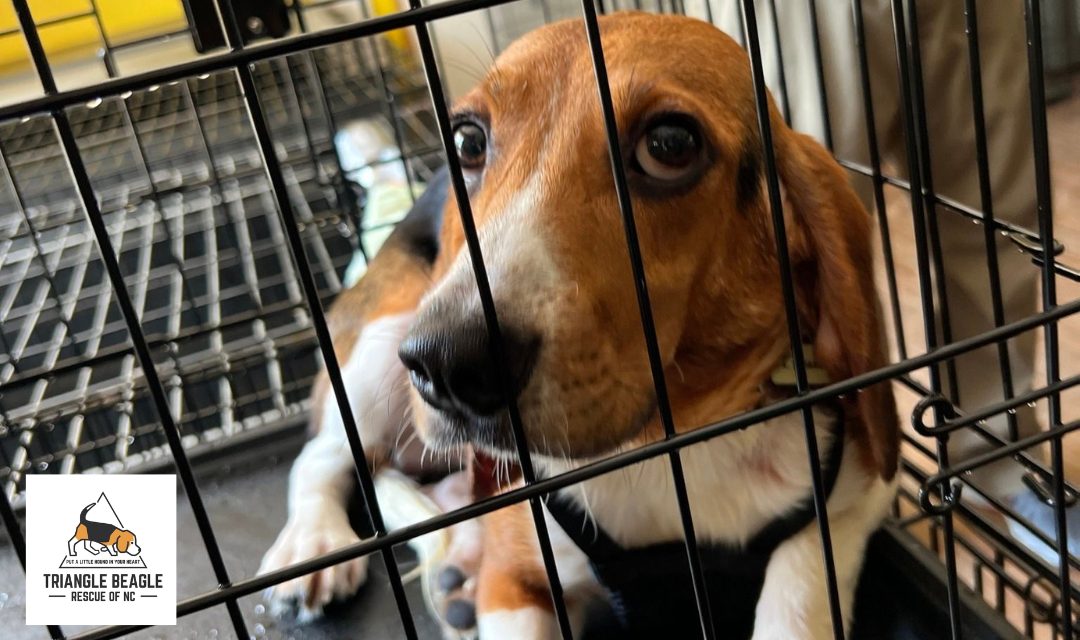 Beagle Looking Out from Cage