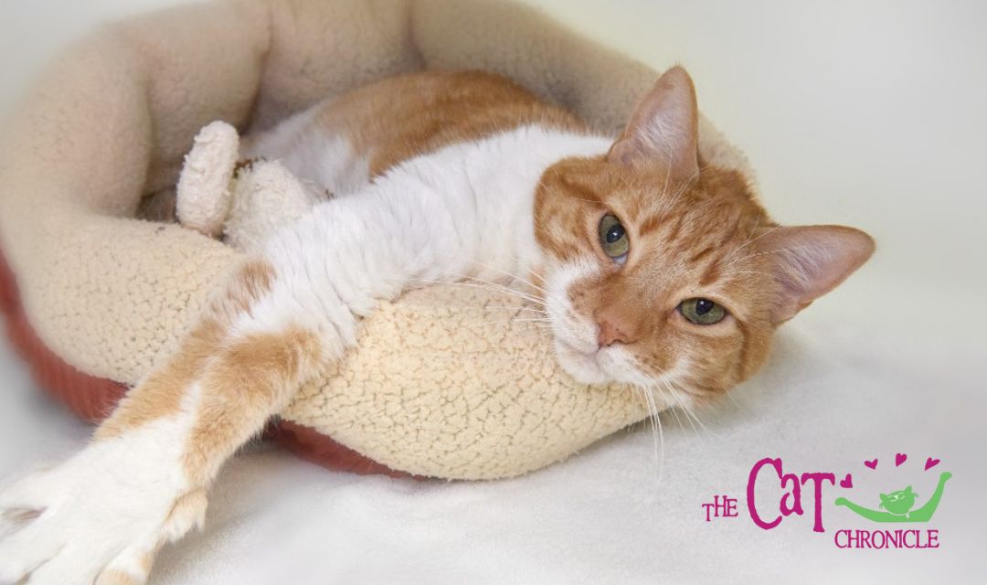 Orange and white cat lounging in bed