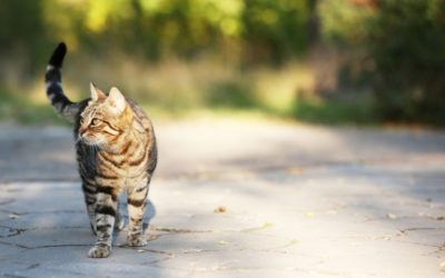 How to Manage Stray & Feral Cats