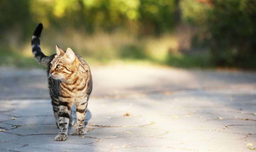 Tabby Cat Walking Outside Down Road