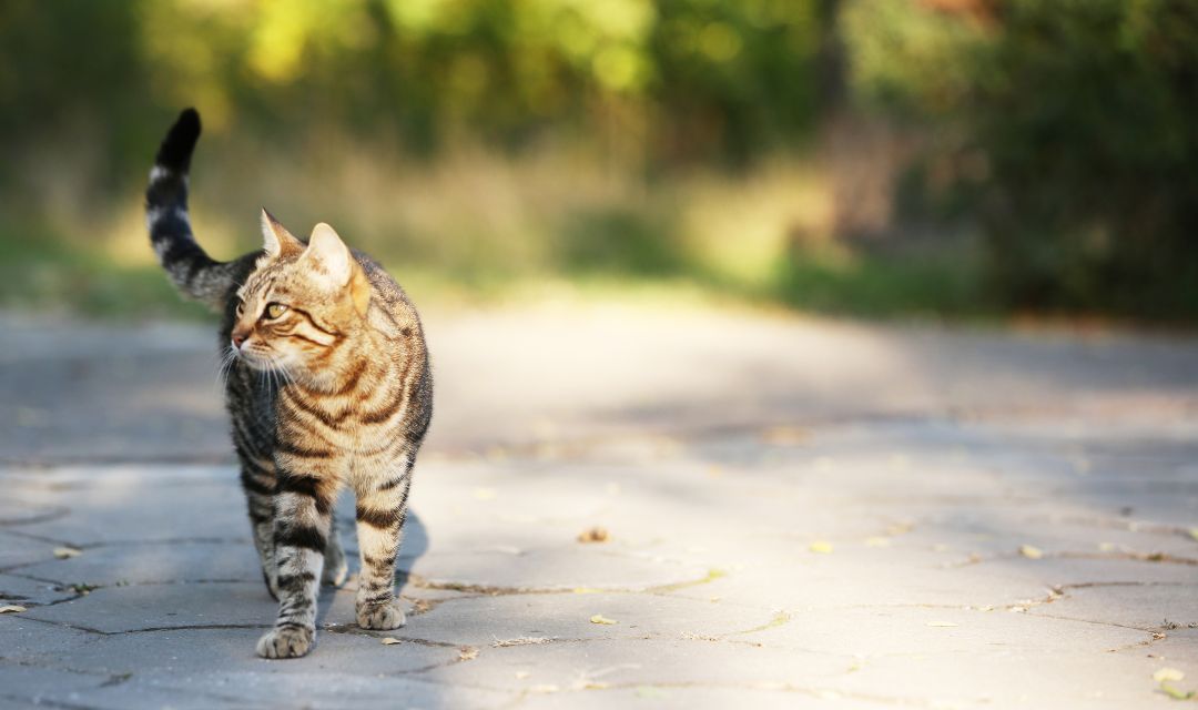How To Manage Stray Feral Cats SAFE Haven For Cats