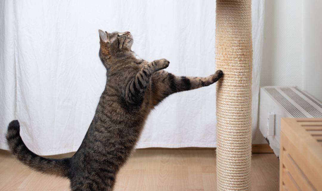 Tabby cat scratching a scratching post