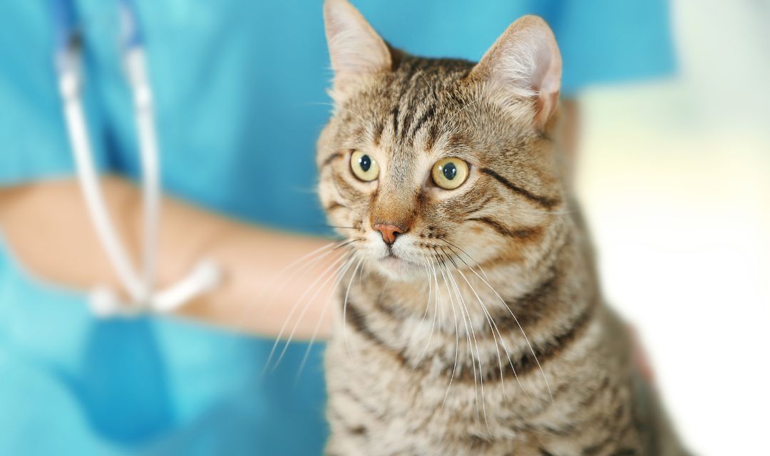 Keeping Your Cat Happy and Healthy with the Vet