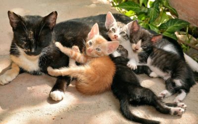 Why You Should Spay or Neuter Your Cat