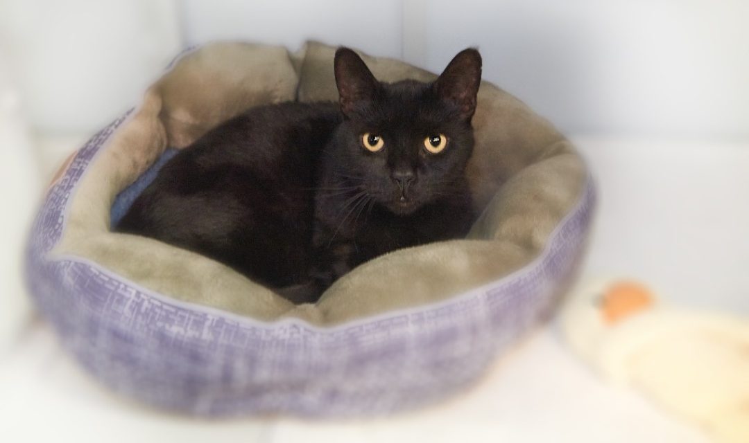 Black cat in purple bed