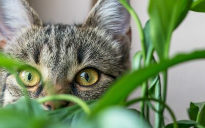 Can I have Plants AND Cats? Yes – with a Catch