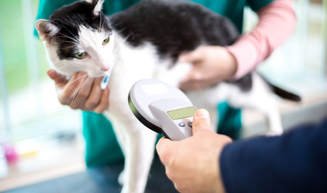 Microchipping is a Great Idea!
