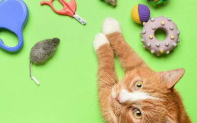 The Ultimate Cat Supply Checklist