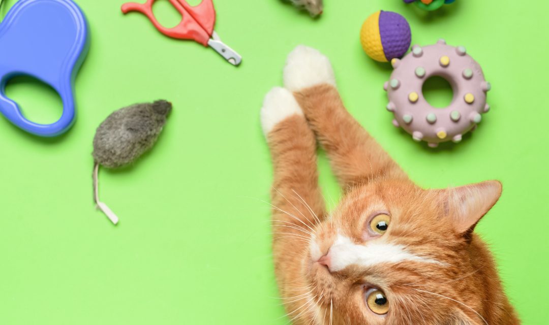 How to Choose Safe Pet Toys for Your Cat or Dog