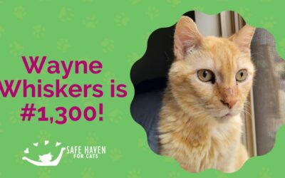 Adoption Number 1,300 – Wayne Whiskers!