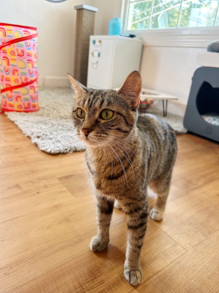 The Purrrfect Cup: Wyoming's First Cat Café Opens in Casper