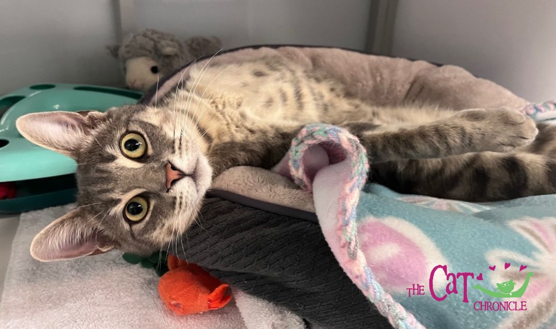 Stray cat recovering from paw surgery will soon be ready for adoption