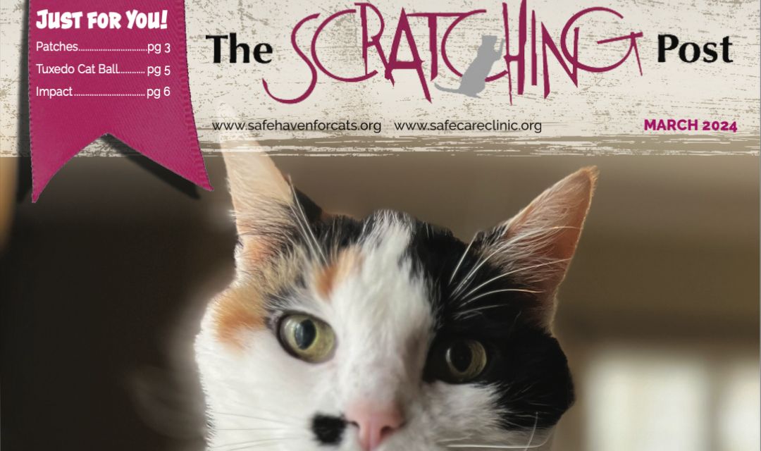 The Scratching Post: Spring 2024