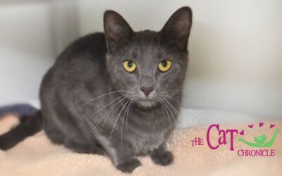 The Cat Chronicle – May 2025
