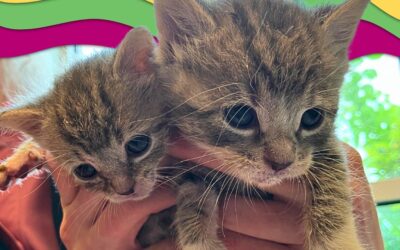 From Fire Ants to Foster Love: Stingray & Manta Ray’s Story