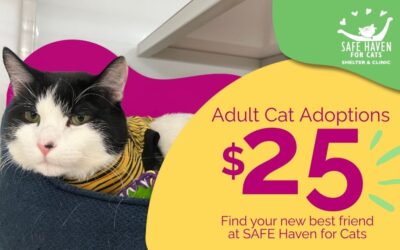 Make This a Purrfect Summer—Adult Cats Only $25!