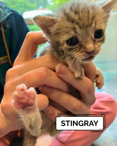 StingRay 400x500px