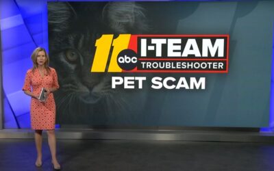 Keeping You & Cats Safe from Scams