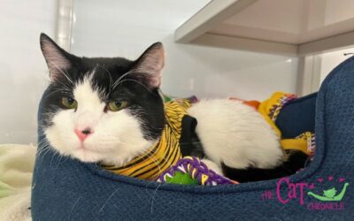 The Cat Chronicle – June 2025